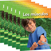 Los músculos 6-Pack