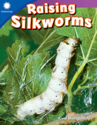 Raising Silkworms